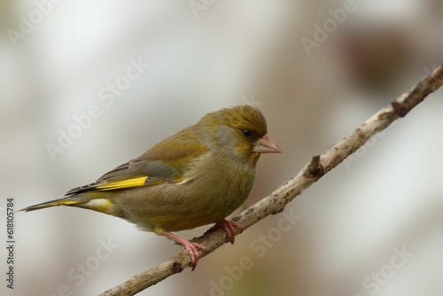 Closeup of a greenfinch perched on a tree branch.