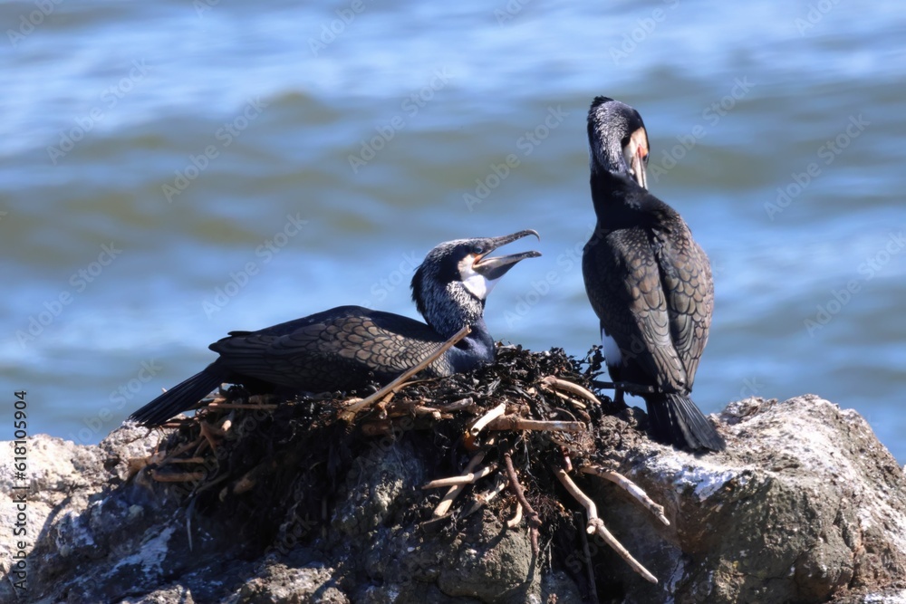 Couple of cormorants on the nest in a coastal area. Couple of cormorants on the nest in a coastal area.