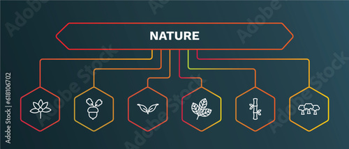 set of nature white thin line icons. nature outline icons with infographic template. linear icons such as nut leaf, cuspicate, rowan leaf, bamboo sticks, woods vector.