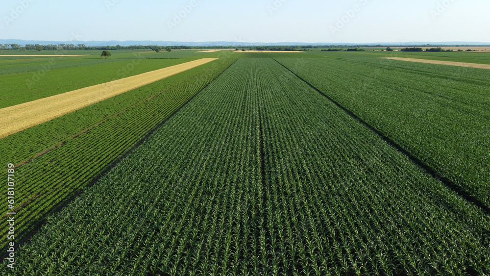 green corn and soya bean fields seen by drone