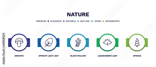 set of nature thin line icons. nature outline icons with infographic template. linear icons such as amanita, apricot leaf leaf, black willow, liquidambar leaf, spruce vector.
