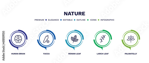 set of nature thin line icons. nature outline icons with infographic template. linear icons such as human brian, yucca, rowan leaf, larch leaf, palmatelly vector.