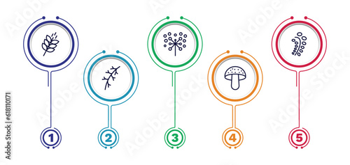 set of nature thin line icons. nature outline icons with infographic template. linear icons such as grains, pollen, black willow, larch leaf, amanita vector.