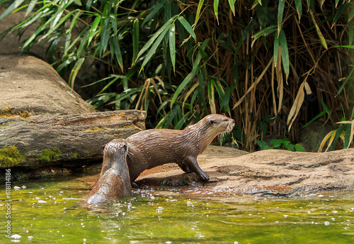 Two short clawed otters - one is walking along the river edge the other is in the water, there is a natural green plant background