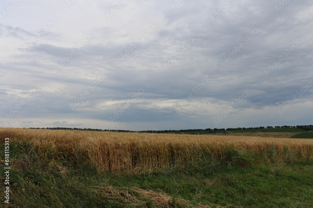 A field of grass A field of grass