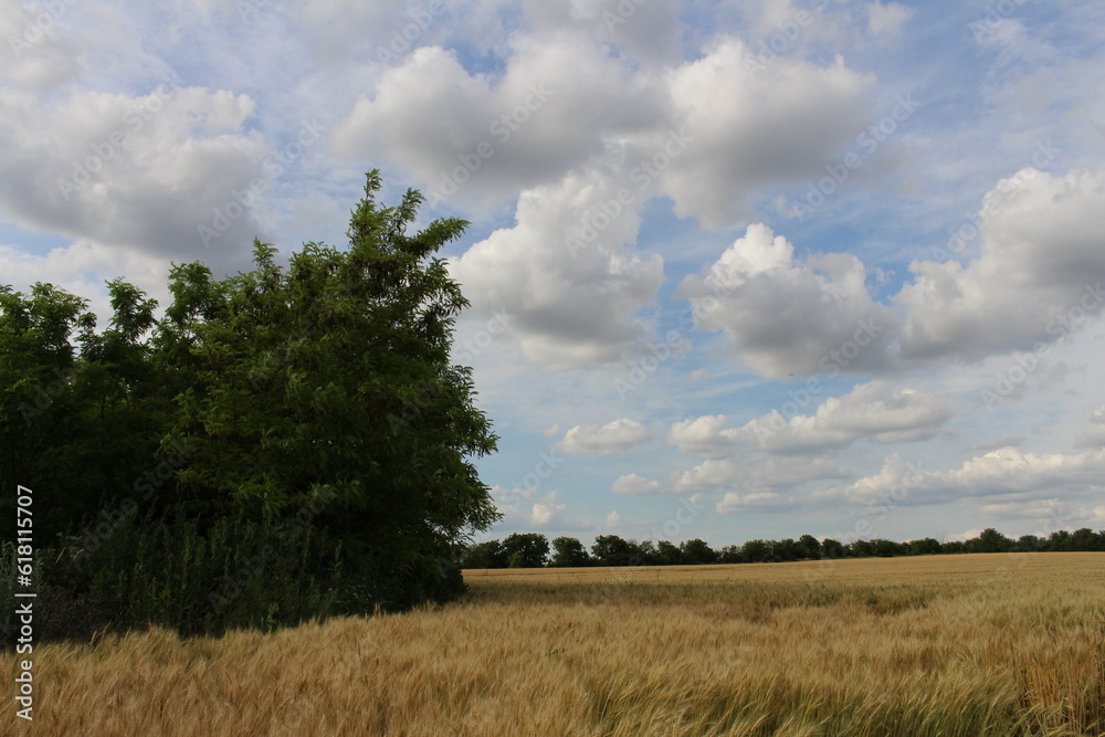 Naklejka premium A field of grass and trees