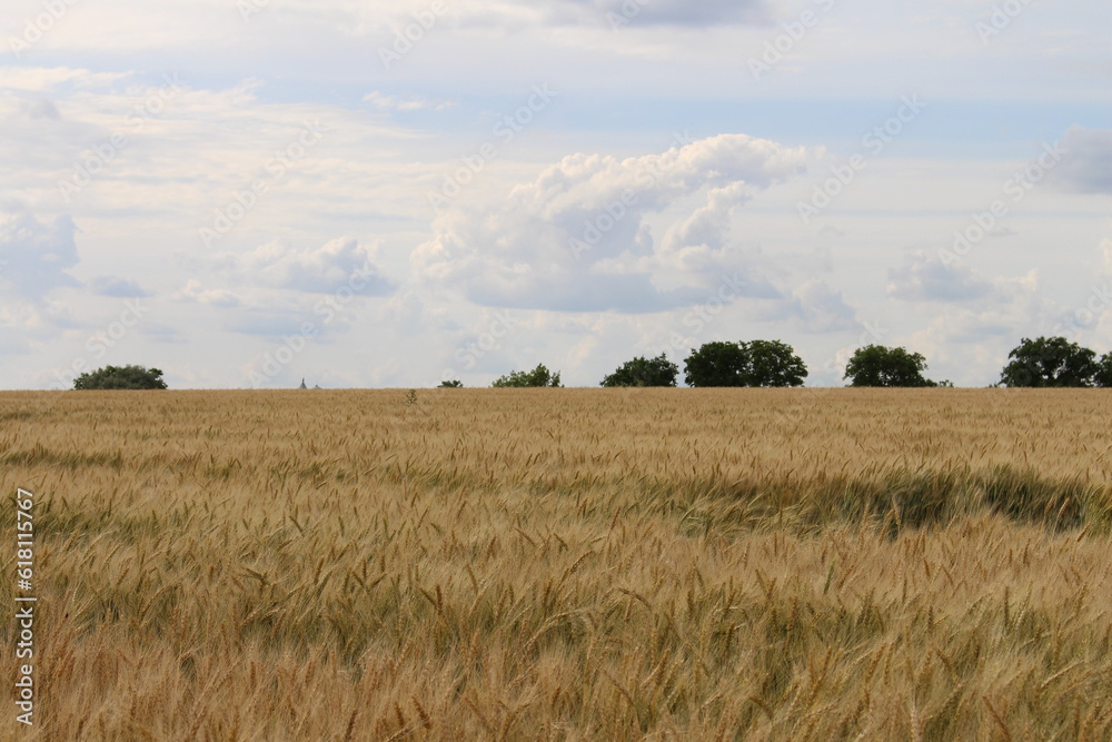 Fototapeta premium A field of yellow grass