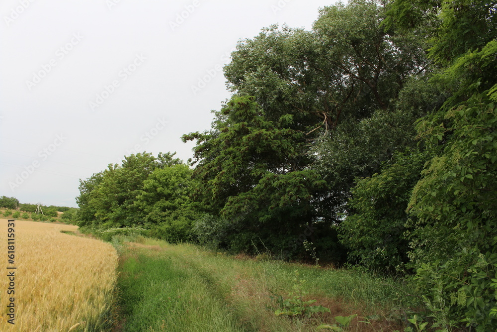 Obraz premium A dirt road surrounded by trees
