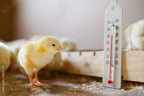 Curious Yellow Chick by the Chicken Feeder with Thermometer