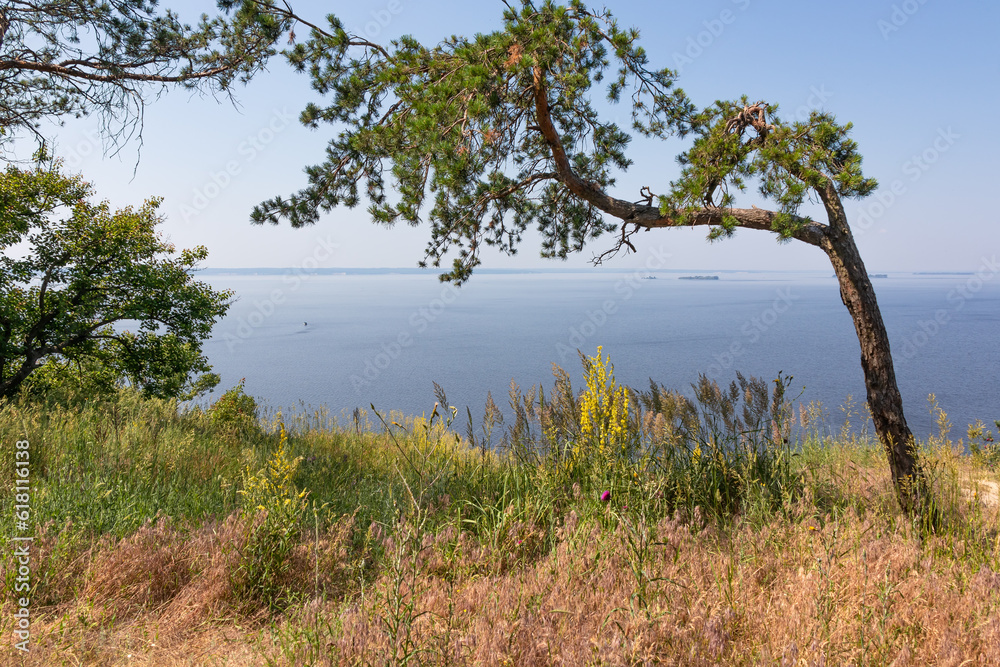 Pine tree in the countryside with grass on the shore of a large lake or reservoir on a sunny day. Scenic summer landscape