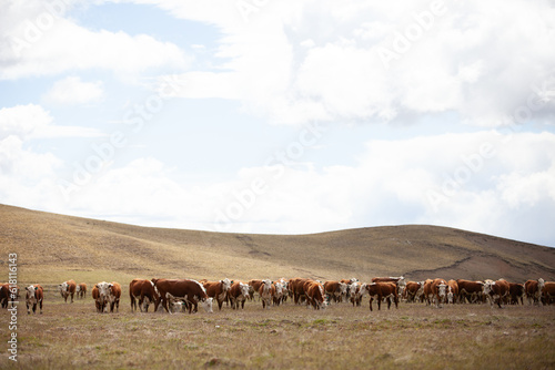 Hereford cattle ranch in south patagonia argentina