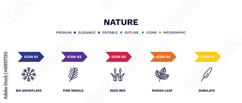 set of nature thin line icons. nature outline icons with infographic template. linear icons such as big snowflake, pine needle, reed bed, rowan leaf, subulate vector.