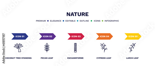 set of nature thin line icons. nature outline icons with infographic template. linear icons such as coconut tree standing, pecan leaf, escuamiforme, cypress leaf, larch leaf vector.