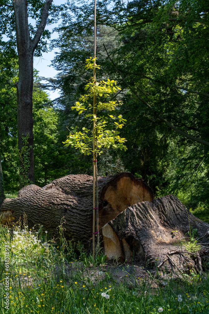 Fototapeta premium Gefällter Baum mit Jungbaum Setzling.