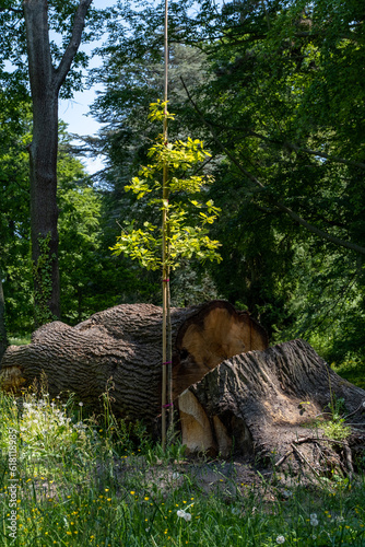 Gefällter Baum mit Jungbaum Setzling.