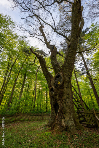 Bräutigamseiche im Frühjahr, Dodauer Forst, Eutin, Schleswig-Holstein