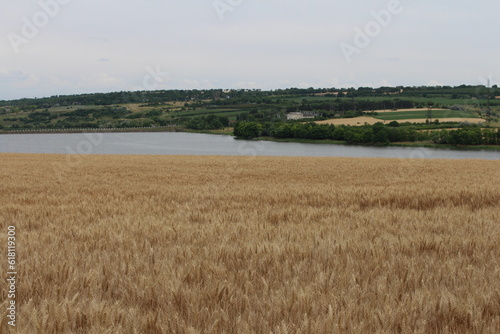 A large field of grass and a body of water