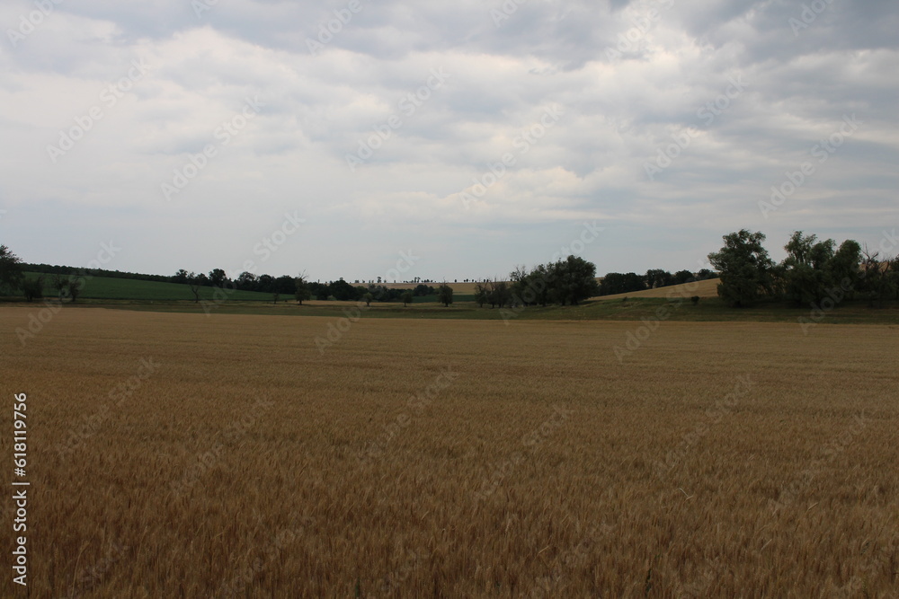 A large field with trees in the background