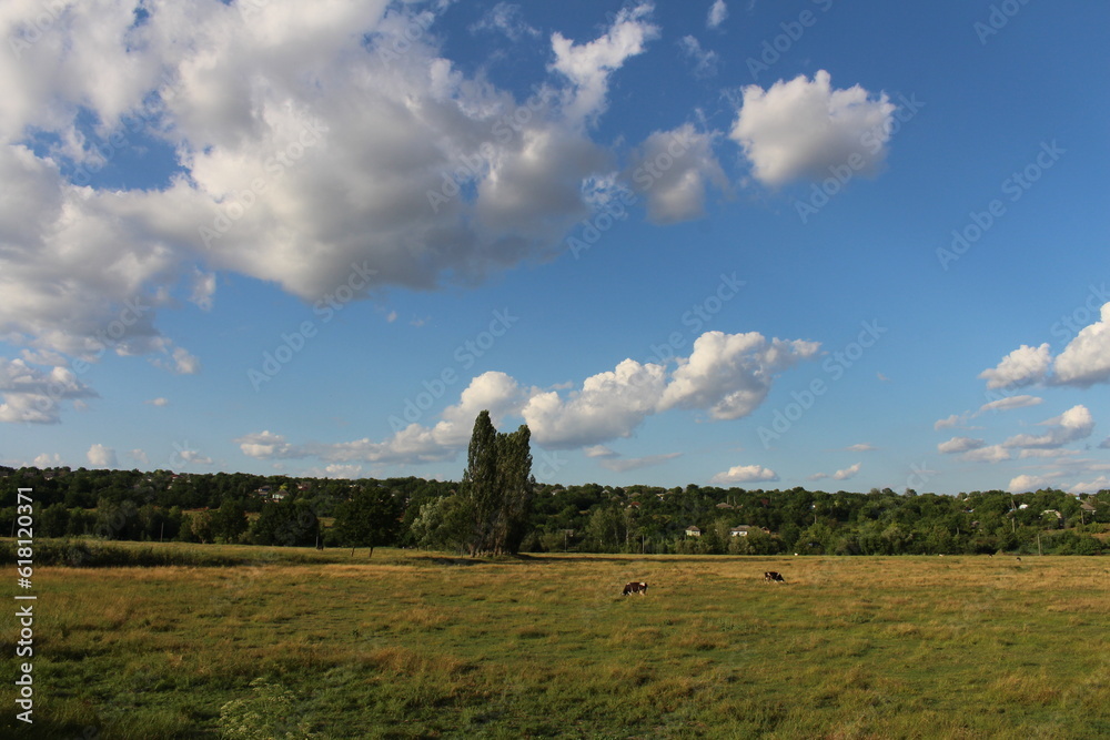 A grassy field with trees and blue sky with clouds