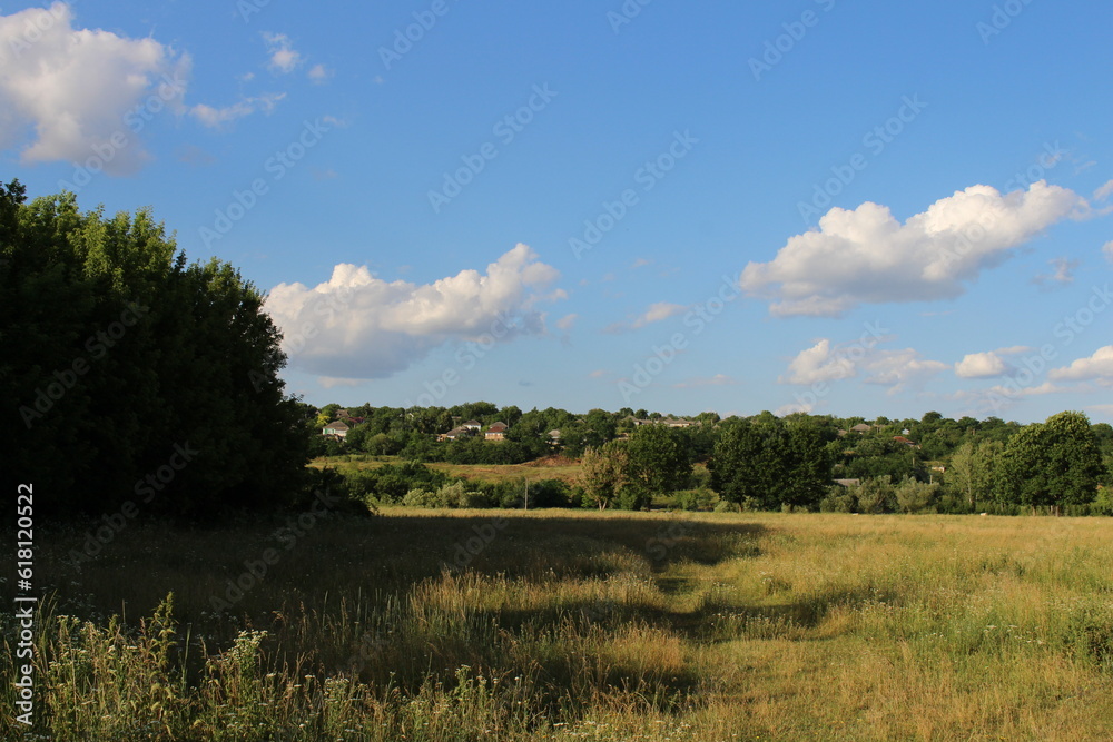 Fototapeta premium A grassy field with trees and blue sky