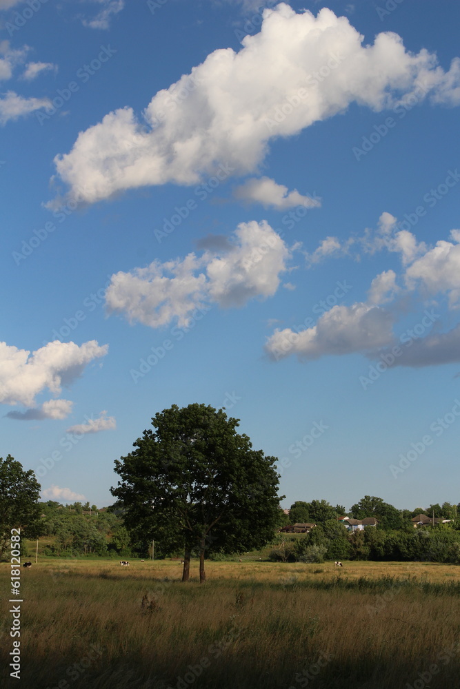 A tree in a field