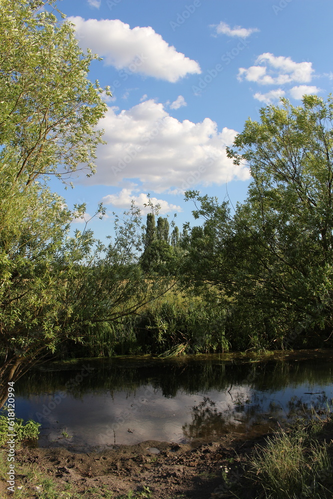 A body of water with trees around it