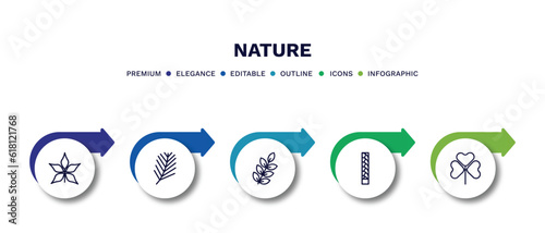 set of nature thin line icons. nature outline icons with infographic template. linear icons such as chestnut leaf, pine needle, american mountain ash, escuamiforme, trifoliate ternate vector.