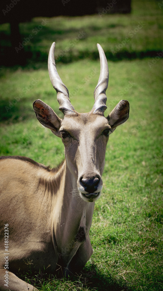 Fototapeta premium Eland in the meadow
