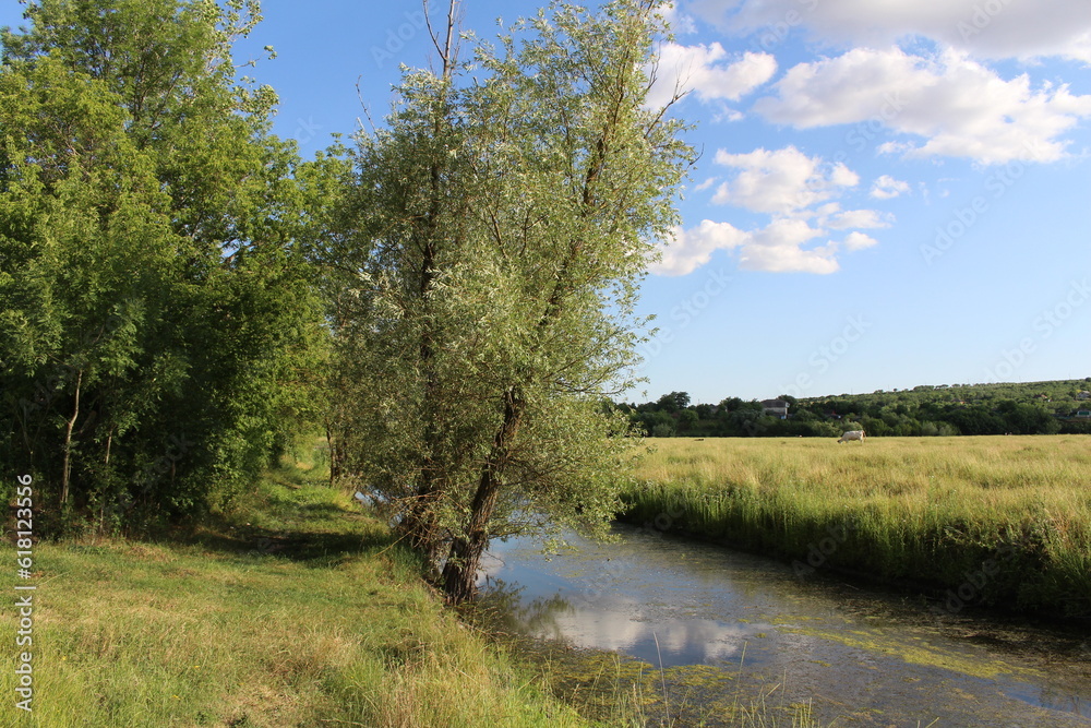 A tree next to a river A tree next to a river