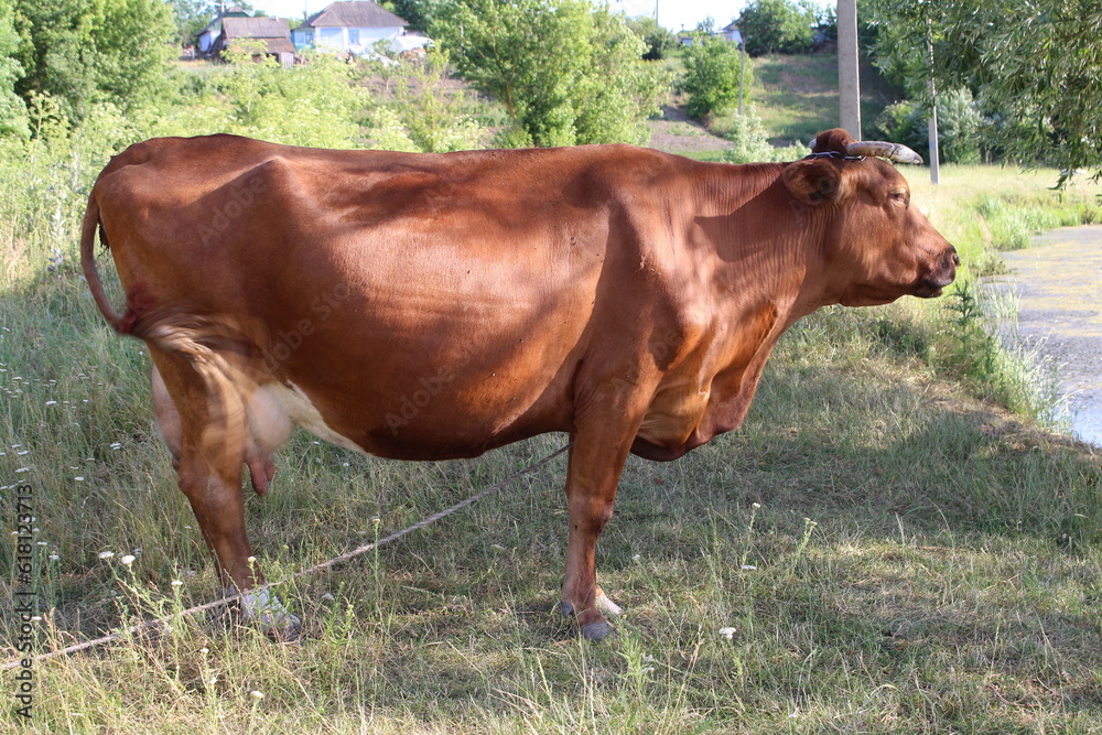 A brown cow standing on grass A brown cow standing on grass