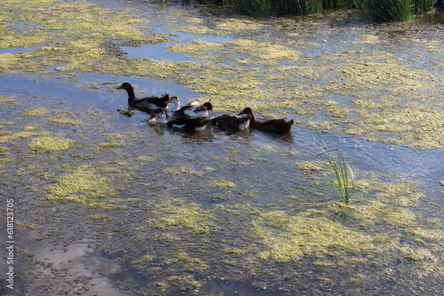 A group of ducks swimming in water