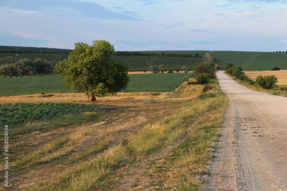 Fototapeta premium A road with grass and trees on the side