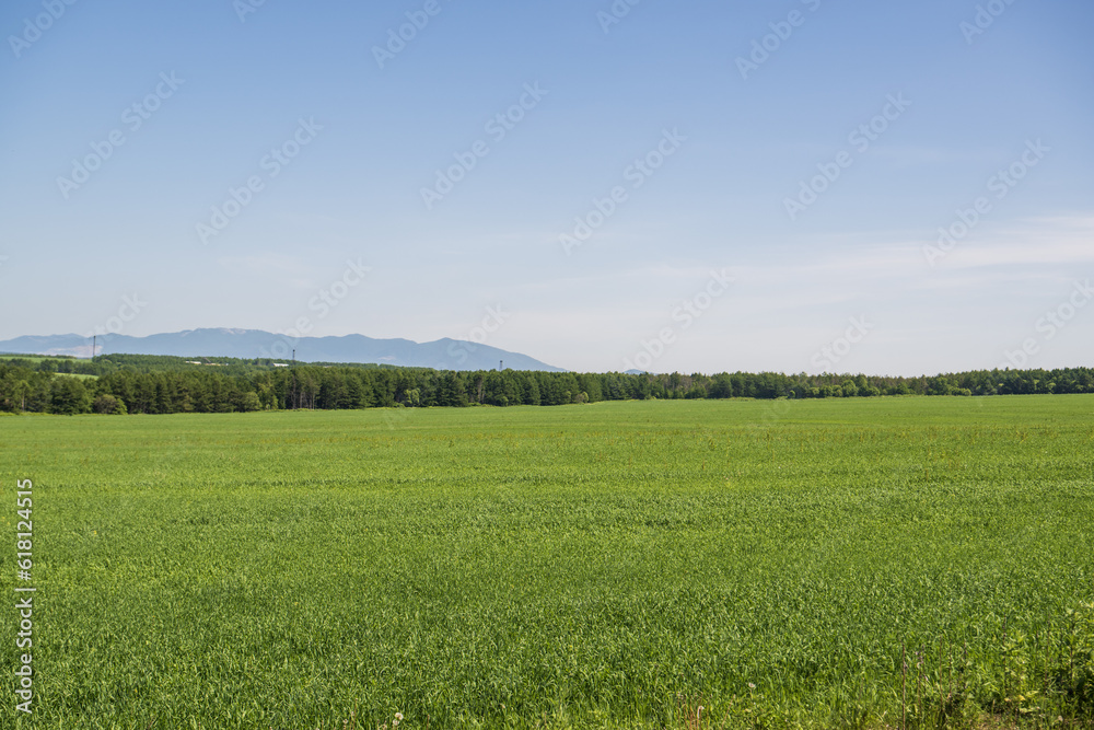 Agricultural field with green grass and blue sky in the background