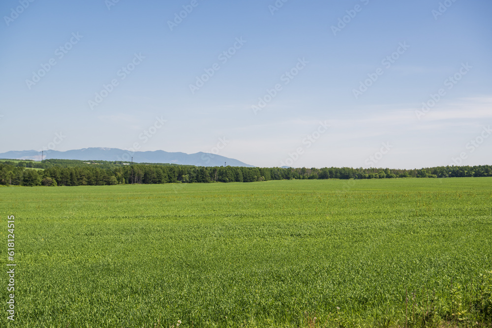 Obraz premium Agricultural field with green grass and blue sky in the background