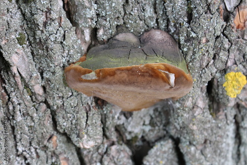 A brown and white slug on a tree bark © parpalac