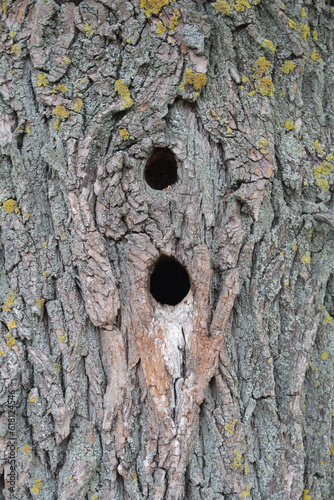 A close-up of a tree