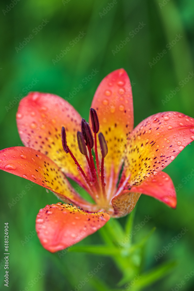 Orange lily on a green meadow in dew