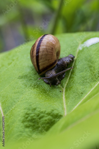 Snail on a green leaf in the garden