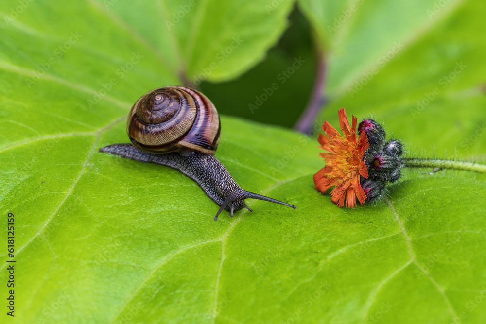 Snail crawling on a leaf with a flower in the background Snail crawling on a leaf with a flower in the background