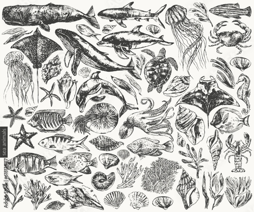Fényképezés Vector sea animals illustration set.