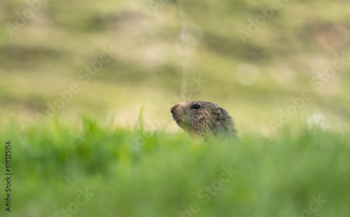 watching marmot