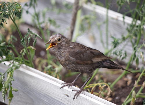 Black bird singing on a planter, with open beak