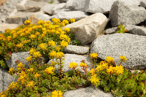 Sedum Floriferum growing on a rockery