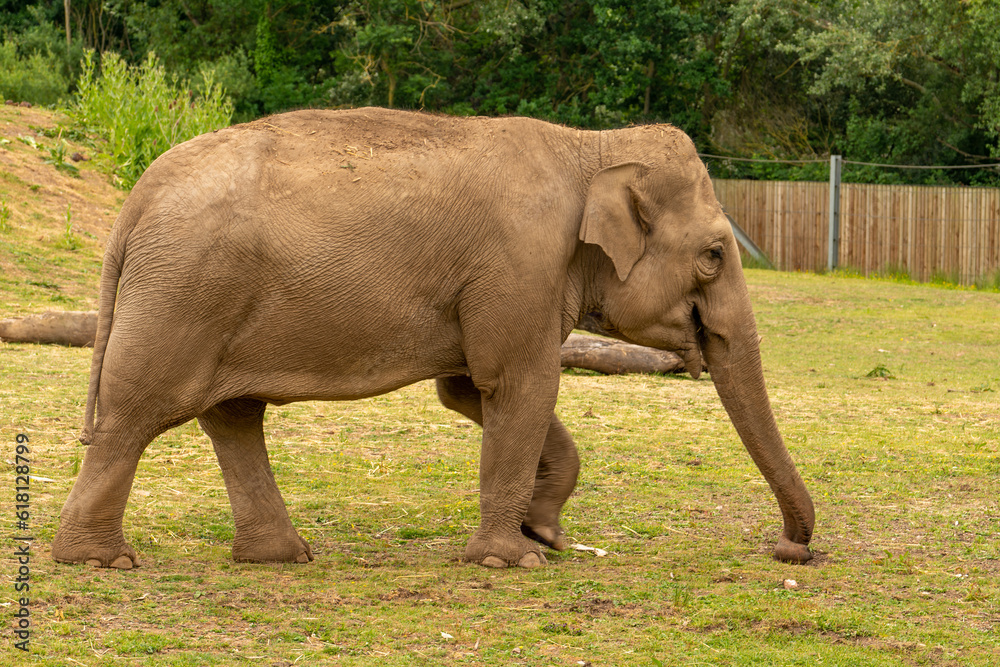 Fototapeta premium elephant in the zoo