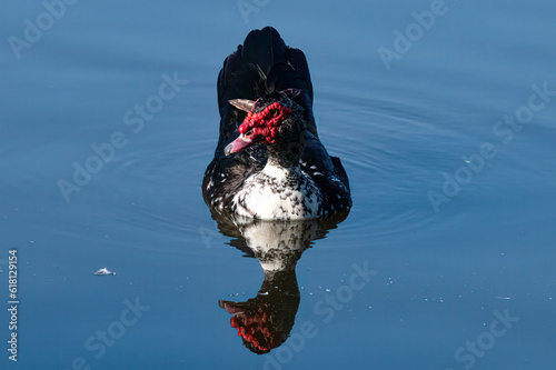 DDB_UglyDucklingReflectionLakeviewHospital