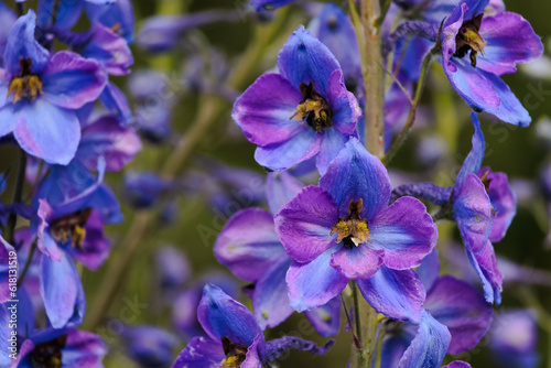 Close up of purple delphinium flowers in bloom in summer