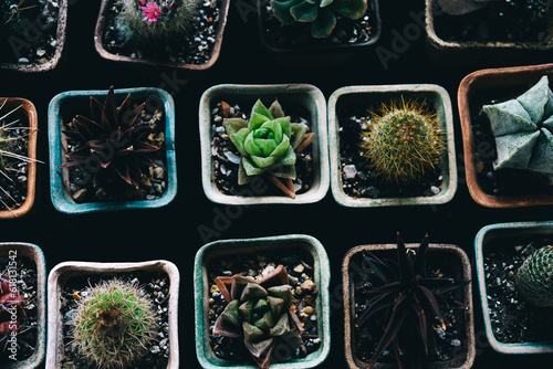 Small green cactus plants in pots