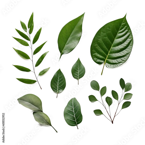 Top view leaves decorative on transparent png background
