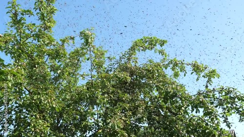 A bee swarm flies out of the hive and concentrates in a ball on an apple tree. The concept of beekeeping and honey production.
