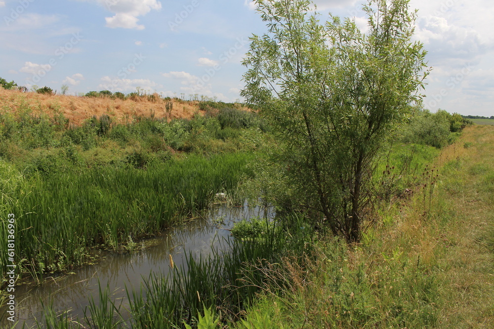 A swampy area with trees and bushes around it